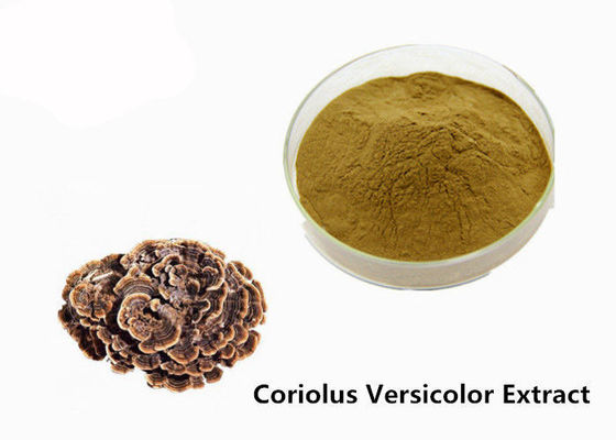 中国 体格のブラウンの黄色Coriolus - versicolorエキスの粉--を増強して下さい サプライヤー