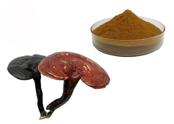 中国 50%純度のGanoderma Lucidum Reishiのきのこのエキスの粉 サプライヤー