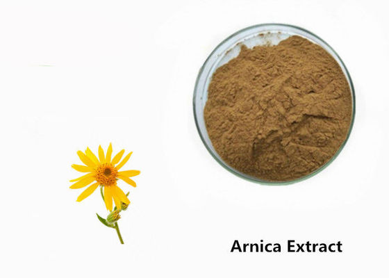 Arnicaの植物のエキスの粉 サプライヤー
