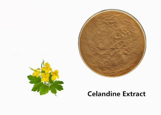 Celandineの植物のエキスの粉 サプライヤー
