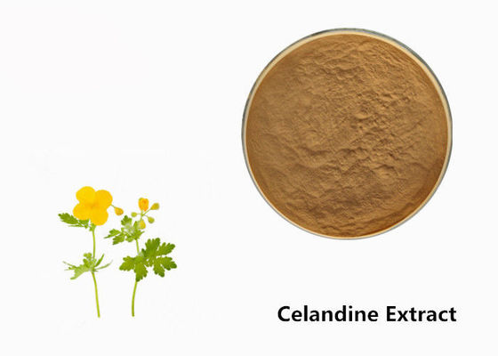 Celandineの植物のエキスの粉 サプライヤー