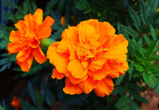 自然な顔料のキサントフィルのマリーゴールドの花の草のエキスの粉 サプライヤー