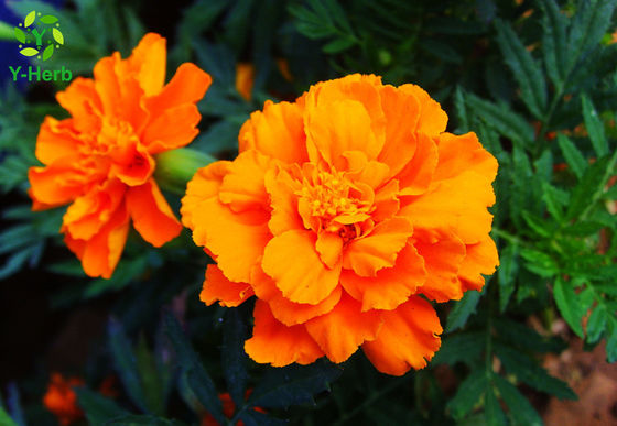自然な顔料のキサントフィルのマリーゴールドの花の草のエキスの粉 サプライヤー
