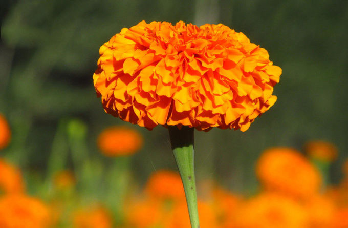 自然な顔料のキサントフィルのマリーゴールドの花の草のエキスの粉 0